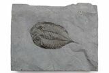 Dalmanites Trilobite Fossil - New York #357144-1